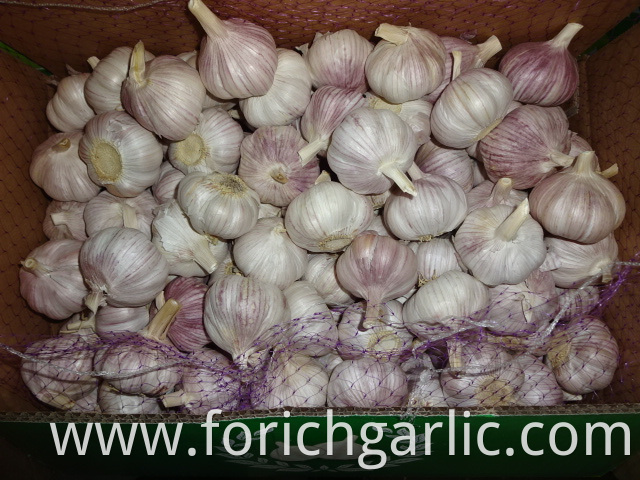 Normal White Garlic Of Crop 2019